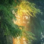 ストレス解消のためのリラックスできる音楽。 瞑想、癒し療法、睡眠、ヨガのための穏やかなケルト音楽