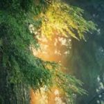 ストレス解消のためのリラックスできる音楽。 瞑想、癒し療法、睡眠、ヨガのための穏やかなケルト音楽