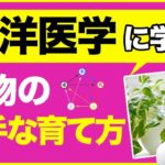 東洋医学に学ぶ植物の上手な育て方（マインドフルネス）