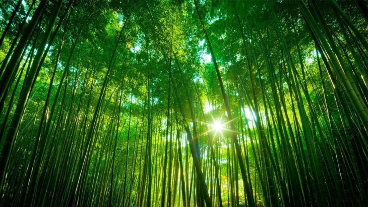 【癒しBGM】竹森の穏やかな伽耶琴音楽（瞑想 集中 睡眠 癒し ヒーリング 作業用 勉強用