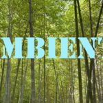 【癒し】竹 神秘 浄化 生命 カタルシス アンビエント | BGM 休養 癒し リラックス ヒーリング 瞑想 読書 睡眠 作業用 勉強用