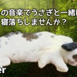 【睡眠用BGM】15分の癒し音楽でうさぎと一緒に寝落ちしませんか？Sleep introduction music 睡眠導入、ストレス緩和、読書、勉強BGMにもおすすめ