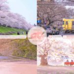 Japanese Sakura Relaxation Photos EP182 | Relaxing Music • 美しいリラックスミュージック • ヨガ瞑想リラクゼーション • 美しい音色 ピアノ