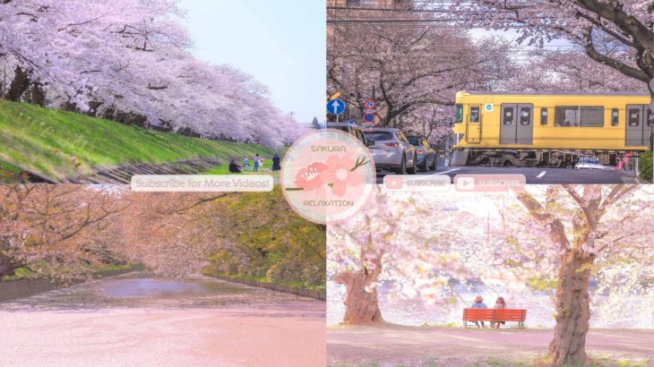 Japanese Sakura Relaxation Photos EP182 | Relaxing Music • 美しいリラックスミュージック • ヨガ瞑想リラクゼーション • 美しい音色 ピアノ