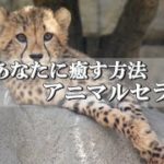 【スピリチュアル】SOSな私達に必要な心の癒しの方法はアニマルセラピー？とその効果とは？