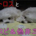 【ペットロス】と【スピリチュアル】ワクワク、ポジティブ、キラキラは、【覚醒】とは遠い場所へ。覚醒体験後、再び熟睡するニセ非二元。スピ教、非二元教をやめると本物の覚醒へ。