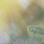 夏至ヒーリング瞑想　波動はこれで上がる　グレートセントラルサン