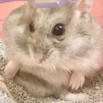 ヨガの達人ぐらい体ねじるハムスター