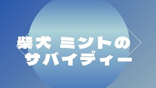 神社参拝 #朝活 #マインドフルネス #瞑想リトリート