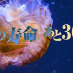 【睡眠導入・癒し】海洋生物ドキュメンタリー/コ〇ナは地球崩壊への序章に過ぎない