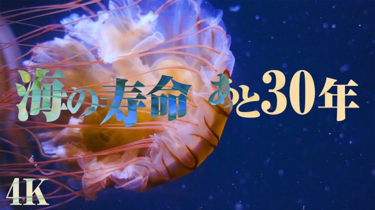 【睡眠導入・癒し】海洋生物ドキュメンタリー/コ〇ナは地球崩壊への序章に過ぎない