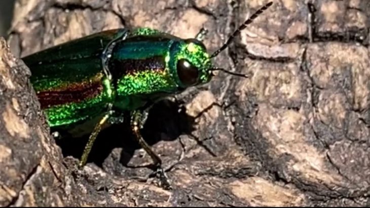 これを見たあなたは金運up!スピリチュアル的に金運上昇と言われる玉虫さんjewel beetle
