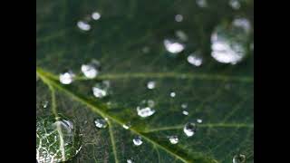 【528Hz・癒し・睡眠】 聴きながら眠れる… 壊れたDNA、 細胞を修復する周波数と優しく癒す 瞑想音楽で眠りの質を向上