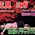 お花見ヨガ75桜2021編vol.5夜桜リラックスヨガ