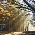 【癒し音楽BGM】流れる水の音でリラックスできるピアノ瞑想音楽 • リラックス、睡眠、マッサージ、ヨガ、瞑想 – 水の音でリラックス、脳、創造力を刺激、心に良い