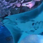 【癒しの水族館】 リラックスBGM・癒しのBGM ～ 作業用・睡眠用・集中・ヒーリング～｜アクアパーク品川  Relaxing Music