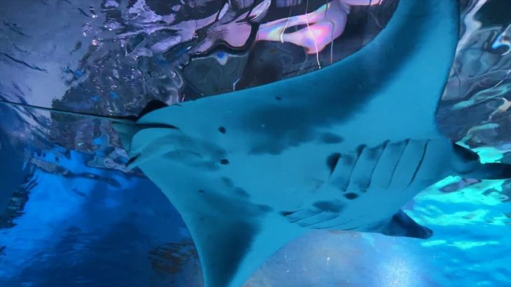 【癒しの水族館】 リラックスBGM・癒しのBGM ～ 作業用・睡眠用・集中・ヒーリング～｜アクアパーク品川  Relaxing Music