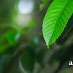 【坂本龍一】癒しの雨と坂本龍一ピアノメドレー【睡眠用,作業用BGM】Ryuichi Sakamoto relaxing piano collection