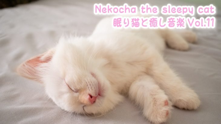 【睡眠用BGM音小さめ】眠り猫と癒し音楽Vol.11