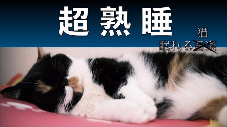 【睡眠用CAT】5分で寝落ち・猫と添寝・癒し１時間