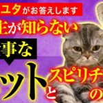 【飼い主が知らない 大事なペットとスピリチュアルの関係】伝説のユタ HALがお答えします！