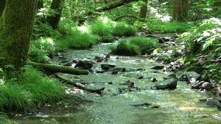 【心地よいせせらぎの音】御嶽山麓・４K自然映像、癒し、睡眠、瞑想、耳鳴り解消、勉強、リラックス、リラクゼーション、ヒーリング、スピリチュアル、ストレス解消、作業に集中、仕事に集中