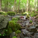 【自然の癒し】自然の音　癒し　緑　苔　休憩　集中　瞑想　リラックス　[Natural healing] Nature Intensive Meditation Relax9min [i]