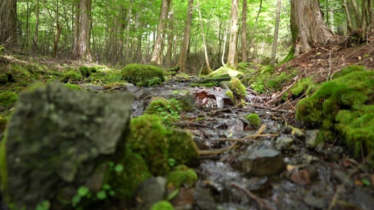 【自然の癒し】自然の音　癒し　緑　苔　休憩　集中　瞑想　リラックス　[Natural healing] Nature Intensive Meditation Relax9min [i]