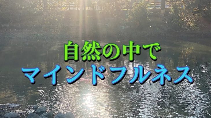 #リラックス　#マインドフルネス　#散歩 #日常の風景 #綾瀬川　#真鴨　#beautifulnature #meditation #healing