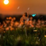 【睡眠用bgm・528Hz・癒し】心身に響く優しく切ない瞑想音楽に が融合| 細胞を修復しながら脳と身体を熟睡へ導き濃縮した睡眠の時間を…リラックス 音楽、心が落ち着く音楽