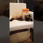 【猫、睡眠、癒し】眠たくて仕方がないにゃにゃ。かわいい。#shorts