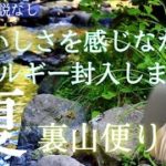 🌲森の音瞑想🌲夏・雨の森「ヒグラシ・ウグイス・・」私にとっては懐かしさを感じる癒しの自然音♪ 実家で撮影した物にヒーリングエネルギーを封入してあります