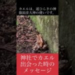 【金運アップ】神社でカエルに出会った時のスピリチュアルサイン・メッセージ