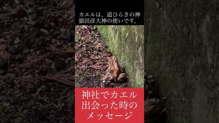 【金運アップ】神社でカエルに出会った時のスピリチュアルサイン・メッセージ
