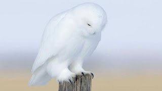 スピリチュアルカウンセリング