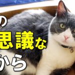 猫には特別な力があった？！猫の縁や不思議な行動がもたらすスピリチュアルの意味を解説【保護猫】