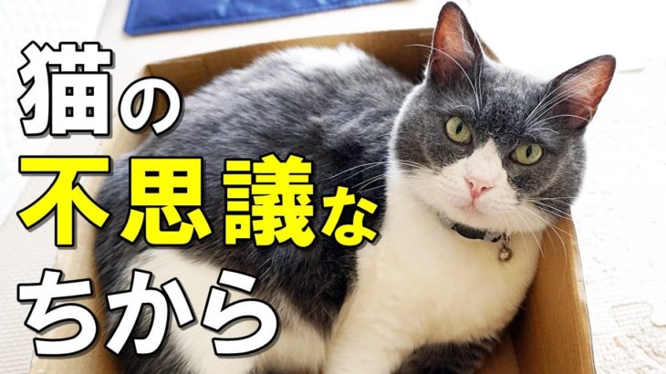 猫には特別な力があった？！猫の縁や不思議な行動がもたらすスピリチュアルの意味を解説【保護猫】