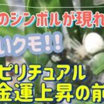 幸運のシンボルが現れた！白いクモ！！！スピリチュアルな意味で「金運上昇の前兆」