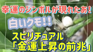 幸運のシンボルが現れた！白いクモ！！！スピリチュアルな意味で「金運上昇の前兆」