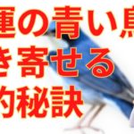 幸運の青い鳥を引き寄せるスピリチュアルな秘訣