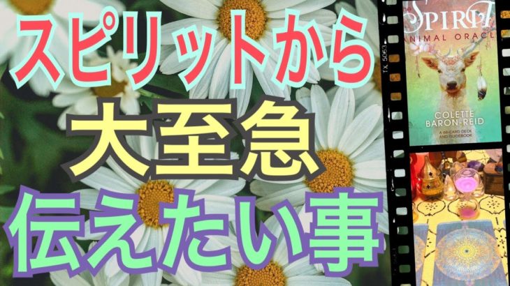 【大至急】スピリットから大至急伝えたい事‼️今、あなたに伝えたいメッセージ‼️怖いほど当たる✨オラクルカードリーディング✨スピリチュアルカードリーディング✨占い✨３択✨