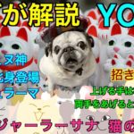 パグがヨガのポーズを解説⁉︎　　　【019 マールジャーラーサナってなぁに？】