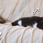 【癒しネコ】2匹で仲良く睡眠　猫らしさとおじさんのような寝相のネコの動画 -023-