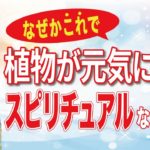 なぜかこれで植物が元気になる！スピリチュアルな理由5選
