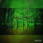 【睡眠・ASMR・シンギングボウル】森の水辺 / 倍音の癒しと川のせせらぎ   【During sleep・ASMR・Shinging Bowl Healing】