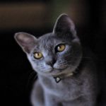 🔴【睡眠用BGM】眠る５分前に聴く癒しの音楽！！