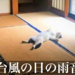 【癒しの自然音】台風の日の雨音　睡眠用BGM・勉強用・作業用BGM・ASMRサウンド・イヤホン推奨）Japanese healing sound “Typhoon sound”