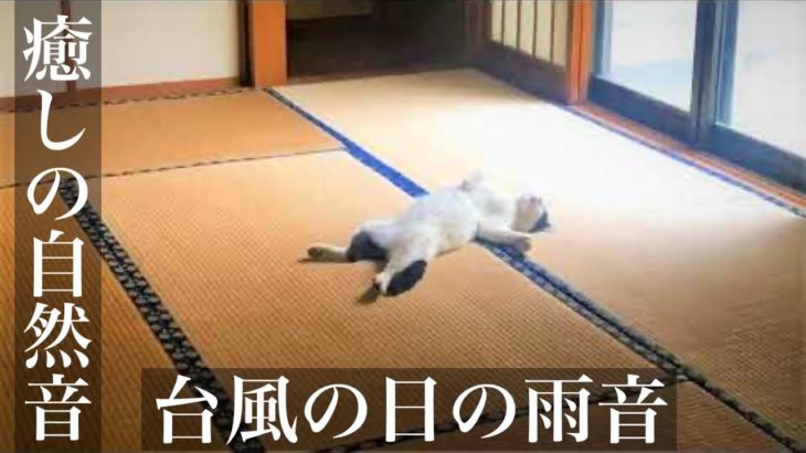 【癒しの自然音】台風の日の雨音　睡眠用BGM・勉強用・作業用BGM・ASMRサウンド・イヤホン推奨）Japanese healing sound “Typhoon sound”