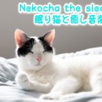 【睡眠用BGM音小さめ】眠り猫と癒し音楽Vol.16