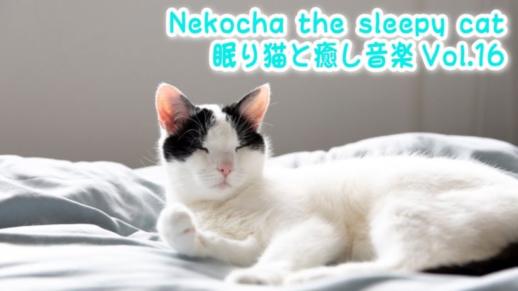 【睡眠用BGM音小さめ】眠り猫と癒し音楽Vol.16